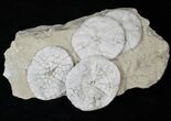 Fossil Sand Dollar (Astrodapsis) Cluster - #15777-1